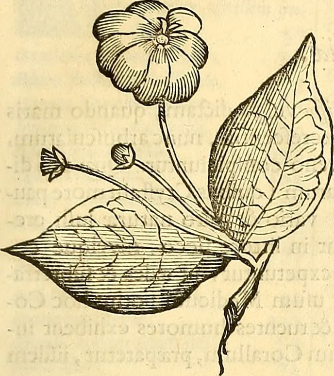 An illustration from Historia naturalis Brasiliae : auspicio et beneficio illustriss. I. Mauriti Com. Nassau illius provinciae et maris summi praefecti adornata : in qua non tantum plantae et animalia, sed et indigenarum morbi, ingenia et mores describuntur et iconibus supra quingentas illustrantur, 1648, leaf 138