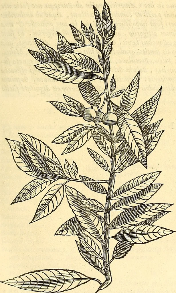 An illustration from Historia naturalis Brasiliae : auspicio et beneficio illustriss. I. Mauriti Com. Nassau illius provinciae et maris summi praefecti adornata : in qua non tantum plantae et animalia, sed et indigenarum morbi, ingenia et mores describuntur et iconibus supra quingentas illustrantur, 1648, leaf 138