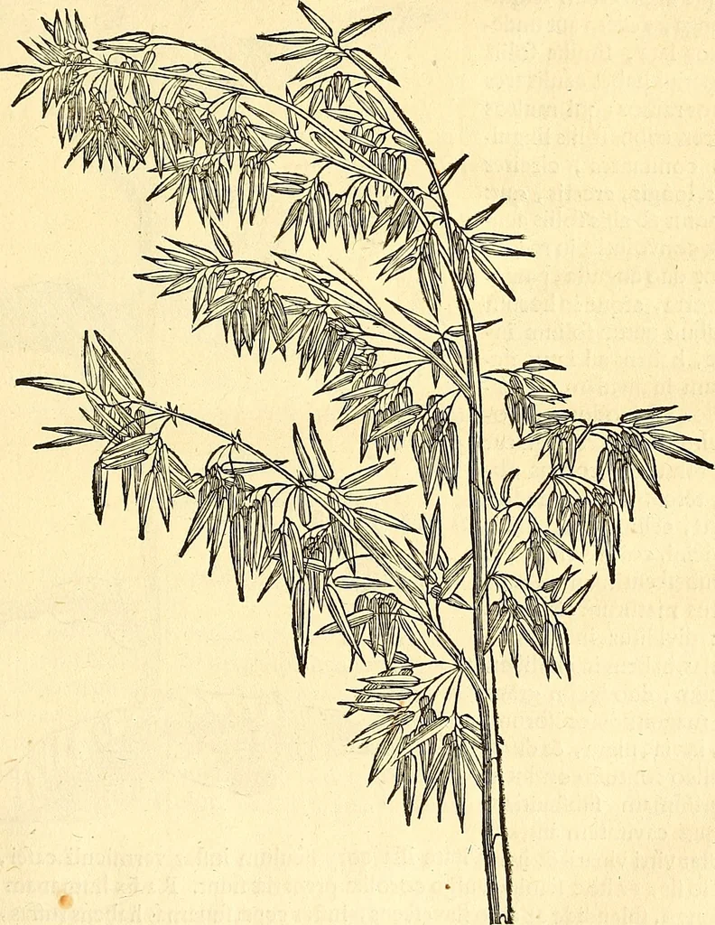 An illustration from Historia naturalis Brasiliae : auspicio et beneficio illustriss. I. Mauriti Com. Nassau illius provinciae et maris summi praefecti adornata : in qua non tantum plantae et animalia, sed et indigenarum morbi, ingenia et mores describuntur et iconibus supra quingentas illustrantur, 1648, leaf 152