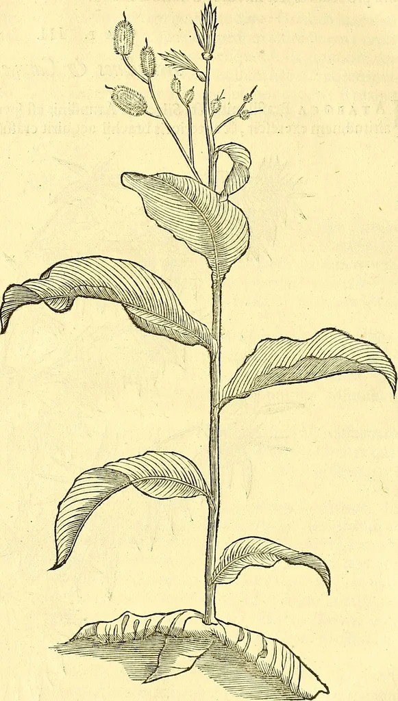 An illustration from Historia naturalis Brasiliae : auspicio et beneficio illustriss. I. Mauriti Com. Nassau illius provinciae et maris summi praefecti adornata : in qua non tantum plantae et animalia, sed et indigenarum morbi, ingenia et mores describuntur et iconibus supra quingentas illustrantur, 1648, leaf 153