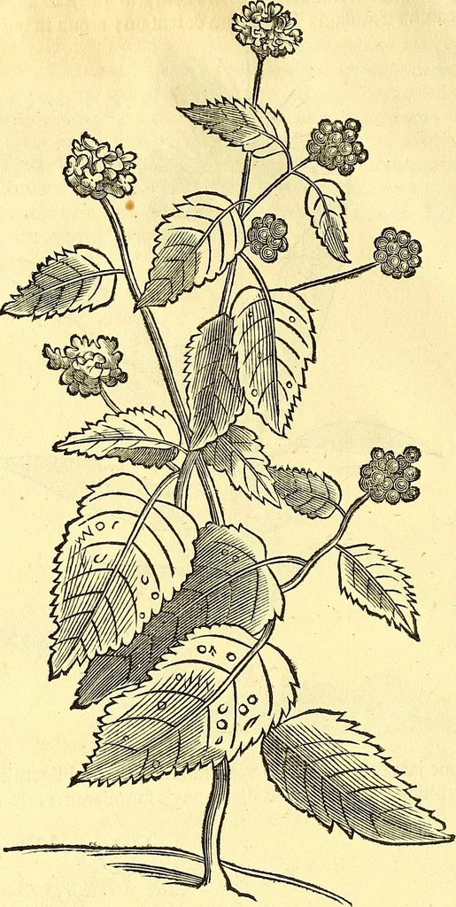 An illustration from Historia naturalis Brasiliae : auspicio et beneficio illustriss. I. Mauriti Com. Nassau illius provinciae et maris summi praefecti adornata : in qua non tantum plantae et animalia, sed et indigenarum morbi, ingenia et mores describuntur et iconibus supra quingentas illustrantur, 1648, leaf 155