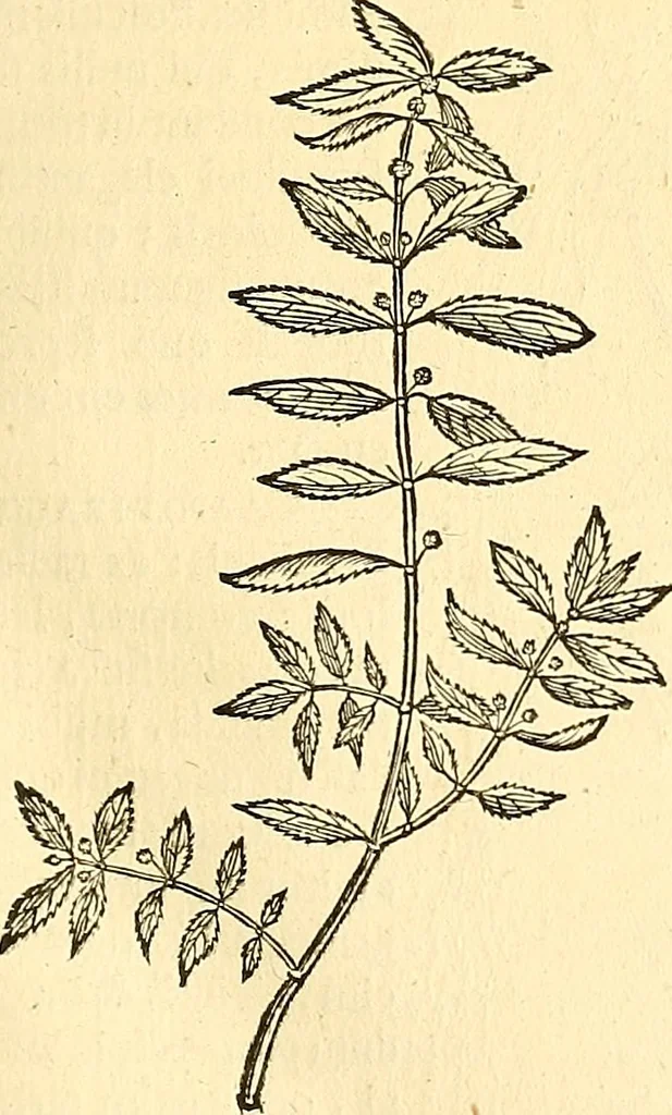An illustration from Historia naturalis Brasiliae : auspicio et beneficio illustriss. I. Mauriti Com. Nassau illius provinciae et maris summi praefecti adornata : in qua non tantum plantae et animalia, sed et indigenarum morbi, ingenia et mores describuntur et iconibus supra quingentas illustrantur, 1648, leaf 156