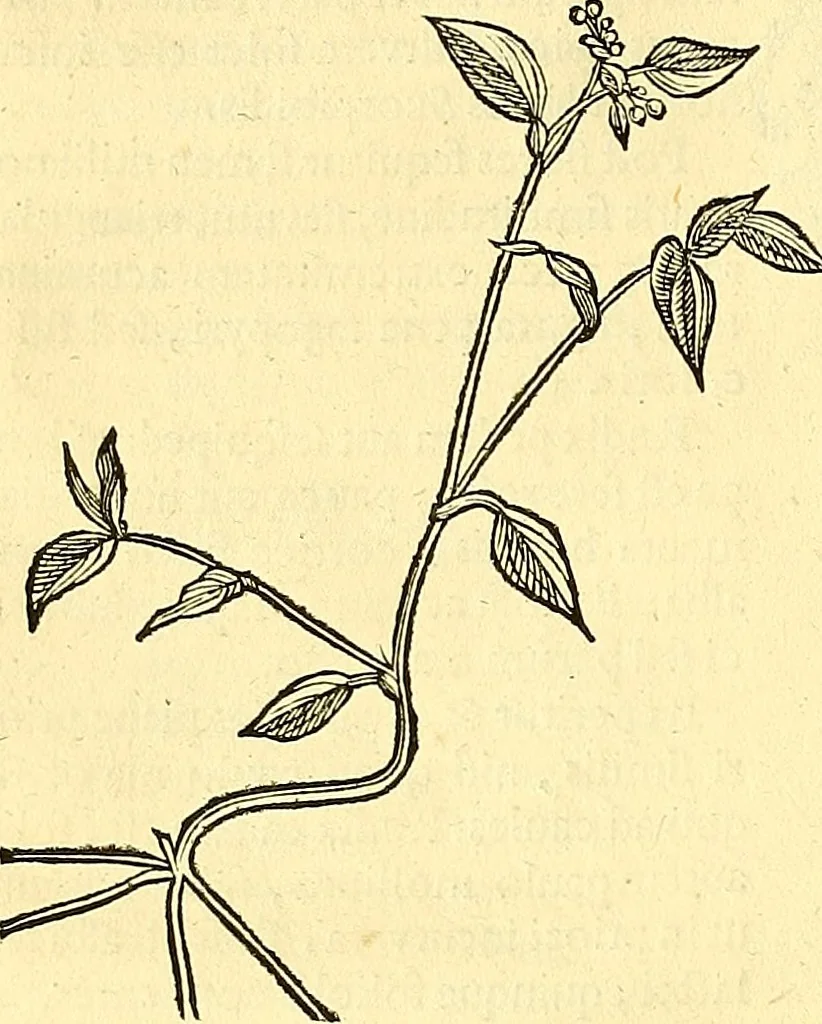 An illustration from Historia naturalis Brasiliae : auspicio et beneficio illustriss. I. Mauriti Com. Nassau illius provinciae et maris summi praefecti adornata : in qua non tantum plantae et animalia, sed et indigenarum morbi, ingenia et mores describuntur et iconibus supra quingentas illustrantur, 1648, leaf 157