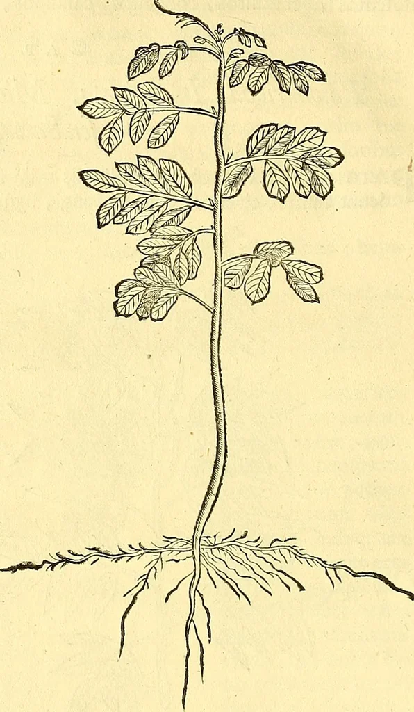 An illustration from Historia naturalis Brasiliae : auspicio et beneficio illustriss. I. Mauriti Com. Nassau illius provinciae et maris summi praefecti adornata : in qua non tantum plantae et animalia, sed et indigenarum morbi, ingenia et mores describuntur et iconibus supra quingentas illustrantur, 1648, leaf 159