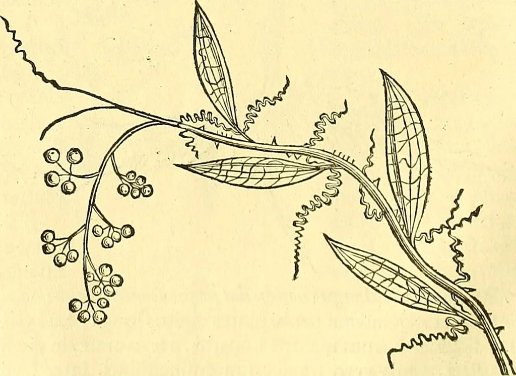 An illustration from Historia naturalis Brasiliae : auspicio et beneficio illustriss. I. Mauriti Com. Nassau illius provinciae et maris summi praefecti adornata : in qua non tantum plantae et animalia, sed et indigenarum morbi, ingenia et mores describuntur et iconibus supra quingentas illustrantur, 1648, leaf 159