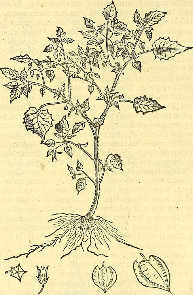 An illustration from Historia naturalis Brasiliae : auspicio et beneficio illustriss. I. Mauriti Com. Nassau illius provinciae et maris summi praefecti adornata : in qua non tantum plantae et animalia, sed et indigenarum morbi, ingenia et mores describuntur et iconibus supra quingentas illustrantur, 1648, leaf 161