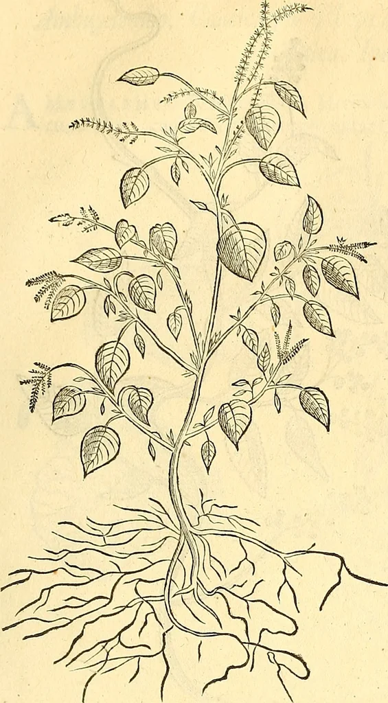 An illustration from Historia naturalis Brasiliae : auspicio et beneficio illustriss. I. Mauriti Com. Nassau illius provinciae et maris summi praefecti adornata : in qua non tantum plantae et animalia, sed et indigenarum morbi, ingenia et mores describuntur et iconibus supra quingentas illustrantur, 1648, leaf 162