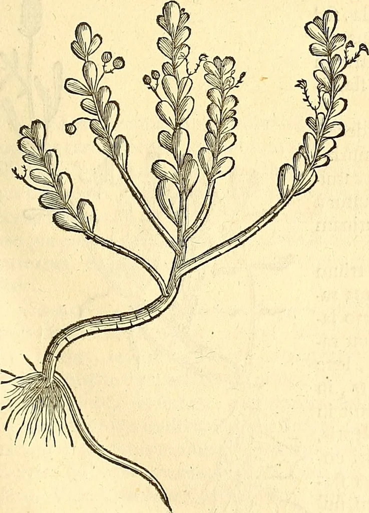 An illustration from Historia naturalis Brasiliae : auspicio et beneficio illustriss. I. Mauriti Com. Nassau illius provinciae et maris summi praefecti adornata : in qua non tantum plantae et animalia, sed et indigenarum morbi, ingenia et mores describuntur et iconibus supra quingentas illustrantur, 1648, leaf 162