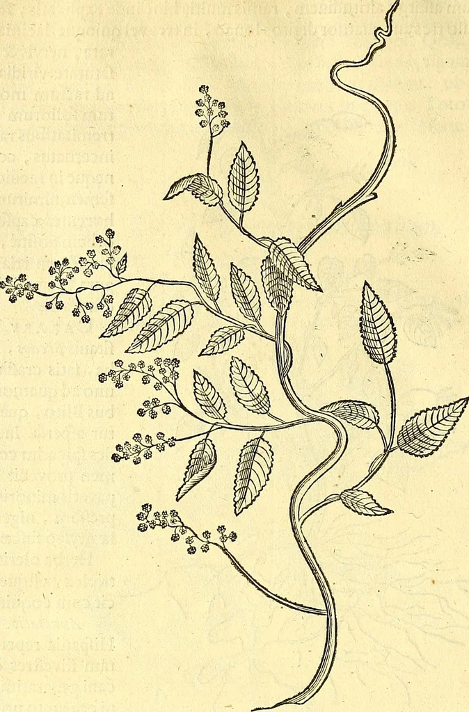 An illustration from Historia naturalis Brasiliae : auspicio et beneficio illustriss. I. Mauriti Com. Nassau illius provinciae et maris summi praefecti adornata : in qua non tantum plantae et animalia, sed et indigenarum morbi, ingenia et mores describuntur et iconibus supra quingentas illustrantur, 1648, leaf 163