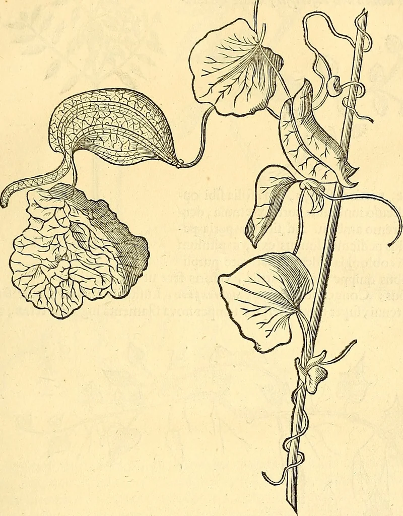 An illustration from Historia naturalis Brasiliae : auspicio et beneficio illustriss. I. Mauriti Com. Nassau illius provinciae et maris summi praefecti adornata : in qua non tantum plantae et animalia, sed et indigenarum morbi, ingenia et mores describuntur et iconibus supra quingentas illustrantur, 1648, leaf 164