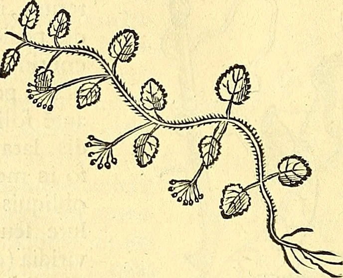 An illustration from Historia naturalis Brasiliae : auspicio et beneficio illustriss. I. Mauriti Com. Nassau illius provinciae et maris summi praefecti adornata : in qua non tantum plantae et animalia, sed et indigenarum morbi, ingenia et mores describuntur et iconibus supra quingentas illustrantur, 1648, leaf 165