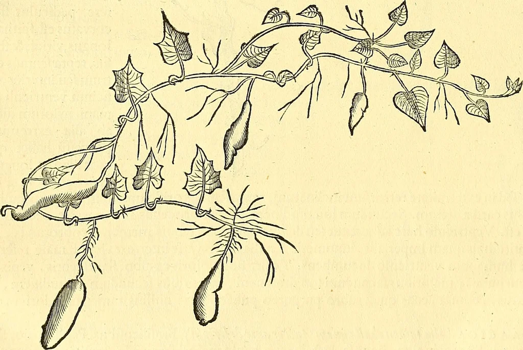 An illustration from Historia naturalis Brasiliae : auspicio et beneficio illustriss. I. Mauriti Com. Nassau illius provinciae et maris summi praefecti adornata : in qua non tantum plantae et animalia, sed et indigenarum morbi, ingenia et mores describuntur et iconibus supra quingentas illustrantur, 1648, leaf 165