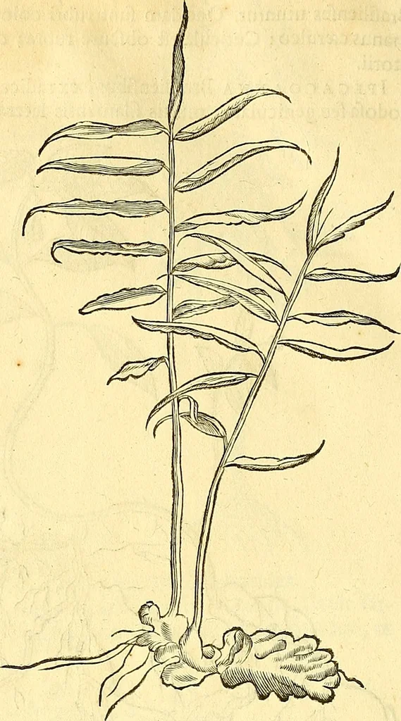 An illustration from Historia naturalis Brasiliae : auspicio et beneficio illustriss. I. Mauriti Com. Nassau illius provinciae et maris summi praefecti adornata : in qua non tantum plantae et animalia, sed et indigenarum morbi, ingenia et mores describuntur et iconibus supra quingentas illustrantur, 1648, leaf 167
