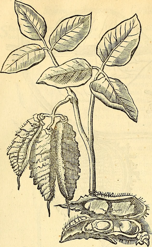 An illustration from Historia naturalis Brasiliae : auspicio et beneficio illustriss. I. Mauriti Com. Nassau illius provinciae et maris summi praefecti adornata : in qua non tantum plantae et animalia, sed et indigenarum morbi, ingenia et mores describuntur et iconibus supra quingentas illustrantur, 1648, leaf 168