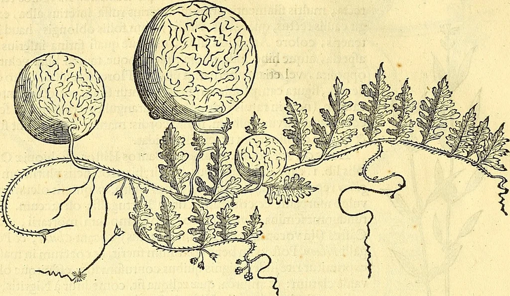 An illustration from Historia naturalis Brasiliae : auspicio et beneficio illustriss. I. Mauriti Com. Nassau illius provinciae et maris summi praefecti adornata : in qua non tantum plantae et animalia, sed et indigenarum morbi, ingenia et mores describuntur et iconibus supra quingentas illustrantur, 1648, leaf 171