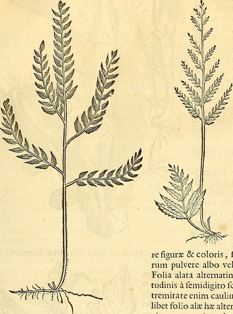 An illustration from Historia naturalis Brasiliae : auspicio et beneficio illustriss. I. Mauriti Com. Nassau illius provinciae et maris summi praefecti adornata : in qua non tantum plantae et animalia, sed et indigenarum morbi, ingenia et mores describuntur et iconibus supra quingentas illustrantur, 1648, leaf 172