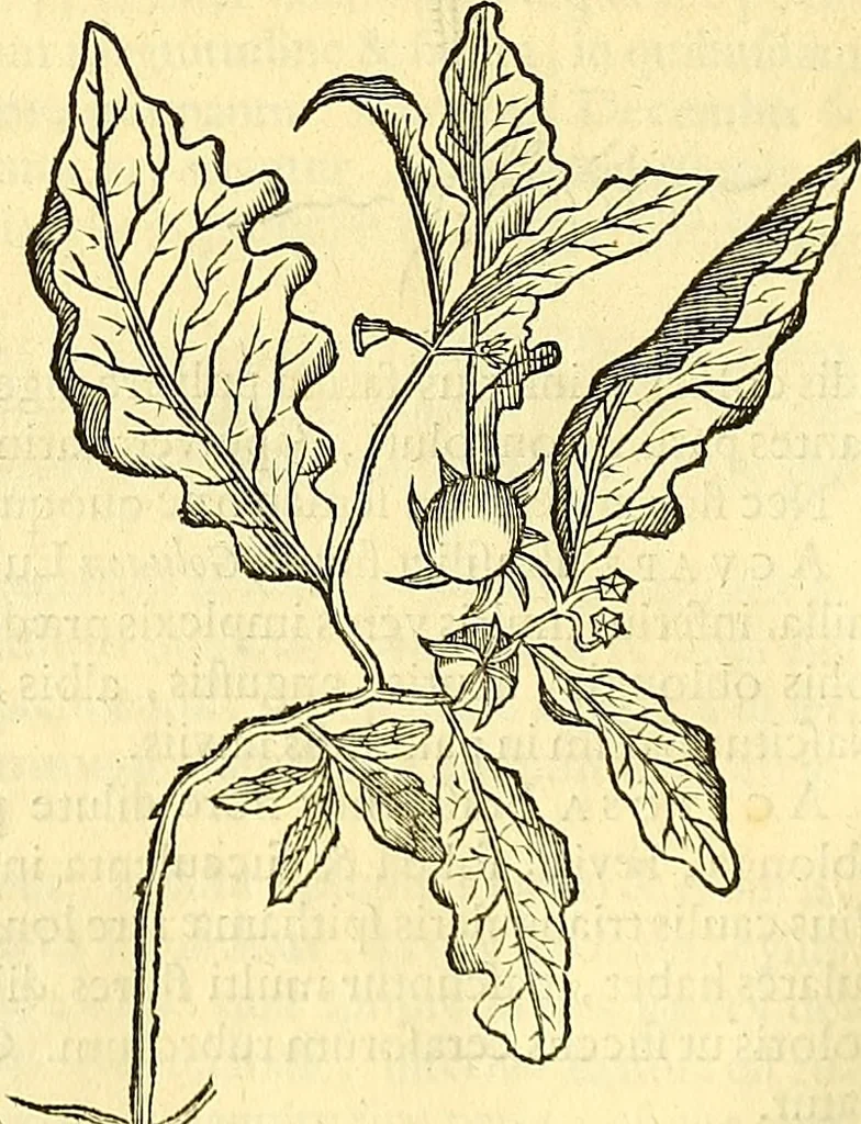 An illustration from Historia naturalis Brasiliae : auspicio et beneficio illustriss. I. Mauriti Com. Nassau illius provinciae et maris summi praefecti adornata : in qua non tantum plantae et animalia, sed et indigenarum morbi, ingenia et mores describuntur et iconibus supra quingentas illustrantur, 1648, leaf 173