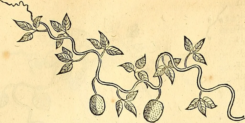 An illustration from Historia naturalis Brasiliae : auspicio et beneficio illustriss. I. Mauriti Com. Nassau illius provinciae et maris summi praefecti adornata : in qua non tantum plantae et animalia, sed et indigenarum morbi, ingenia et mores describuntur et iconibus supra quingentas illustrantur, 1648, leaf 174