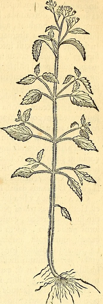 An illustration from Historia naturalis Brasiliae : auspicio et beneficio illustriss. I. Mauriti Com. Nassau illius provinciae et maris summi praefecti adornata : in qua non tantum plantae et animalia, sed et indigenarum morbi, ingenia et mores describuntur et iconibus supra quingentas illustrantur, 1648, leaf 174