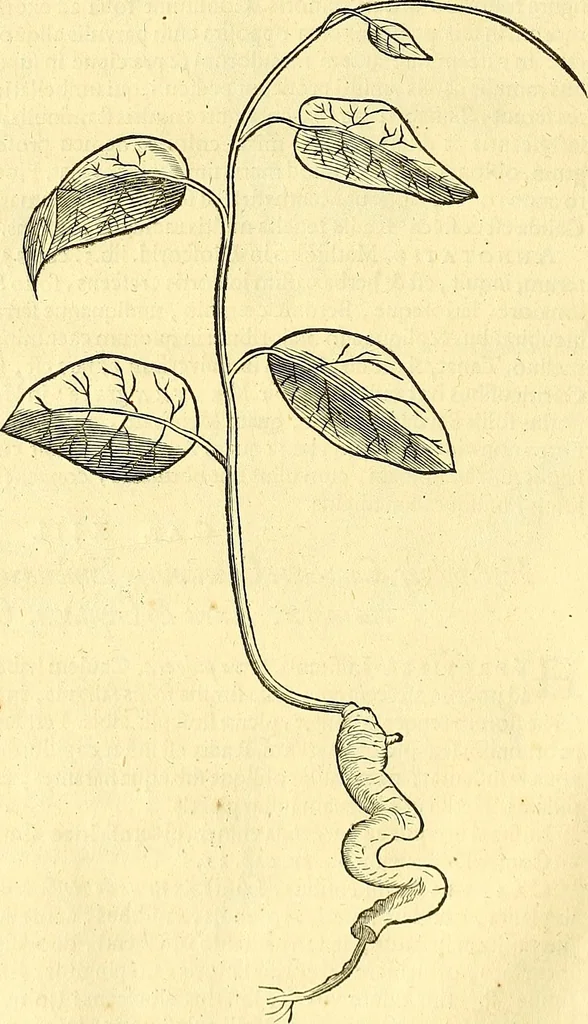 An illustration from Historia naturalis Brasiliae : auspicio et beneficio illustriss. I. Mauriti Com. Nassau illius provinciae et maris summi praefecti adornata : in qua non tantum plantae et animalia, sed et indigenarum morbi, ingenia et mores describuntur et iconibus supra quingentas illustrantur, 1648, leaf 175