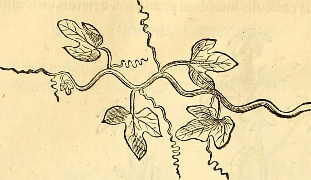 An illustration from Historia naturalis Brasiliae : auspicio et beneficio illustriss. I. Mauriti Com. Nassau illius provinciae et maris summi praefecti adornata : in qua non tantum plantae et animalia, sed et indigenarum morbi, ingenia et mores describuntur et iconibus supra quingentas illustrantur, 1648, leaf 176