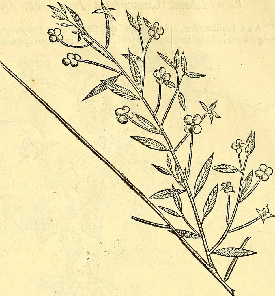 An illustration from Historia naturalis Brasiliae : auspicio et beneficio illustriss. I. Mauriti Com. Nassau illius provinciae et maris summi praefecti adornata : in qua non tantum plantae et animalia, sed et indigenarum morbi, ingenia et mores describuntur et iconibus supra quingentas illustrantur, 1648, leaf 179
