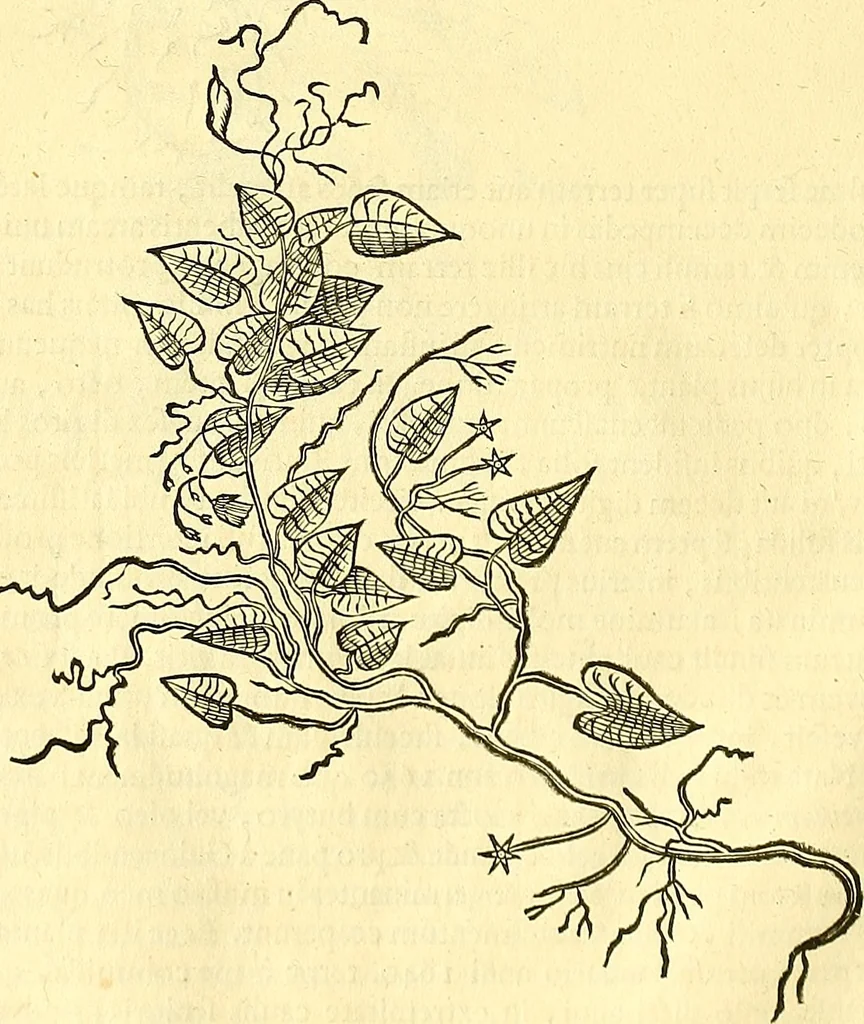 An illustration from Historia naturalis Brasiliae : auspicio et beneficio illustriss. I. Mauriti Com. Nassau illius provinciae et maris summi praefecti adornata : in qua non tantum plantae et animalia, sed et indigenarum morbi, ingenia et mores describuntur et iconibus supra quingentas illustrantur, 1648, leaf 179
