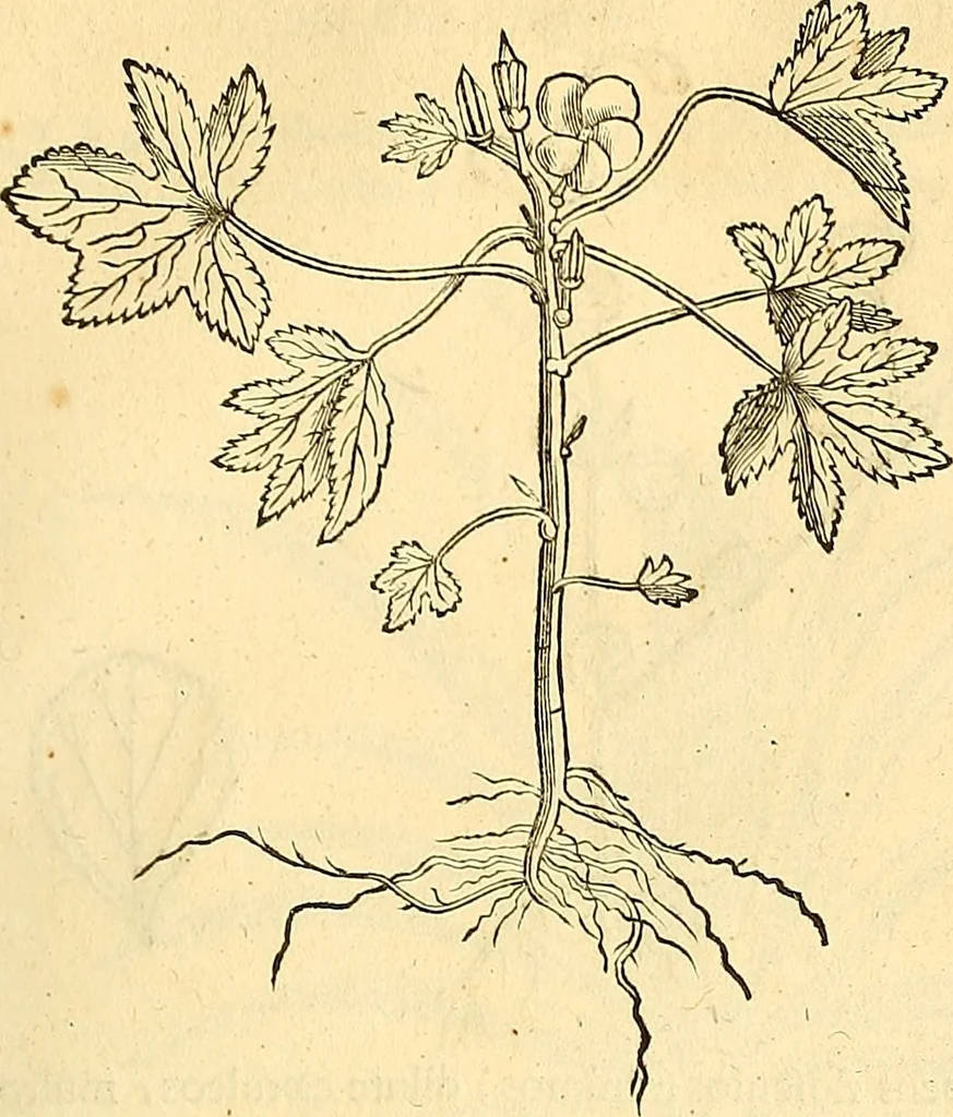 An illustration from Historia naturalis Brasiliae : auspicio et beneficio illustriss. I. Mauriti Com. Nassau illius provinciae et maris summi praefecti adornata : in qua non tantum plantae et animalia, sed et indigenarum morbi, ingenia et mores describuntur et iconibus supra quingentas illustrantur, 1648, leaf 180