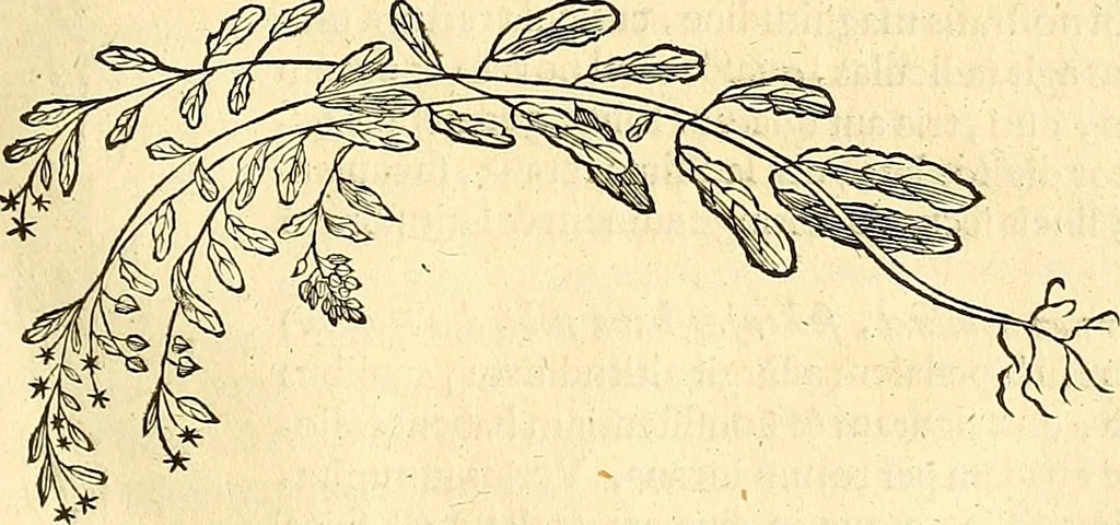 An illustration from Historia naturalis Brasiliae : auspicio et beneficio illustriss. I. Mauriti Com. Nassau illius provinciae et maris summi praefecti adornata : in qua non tantum plantae et animalia, sed et indigenarum morbi, ingenia et mores describuntur et iconibus supra quingentas illustrantur, 1648, leaf 180