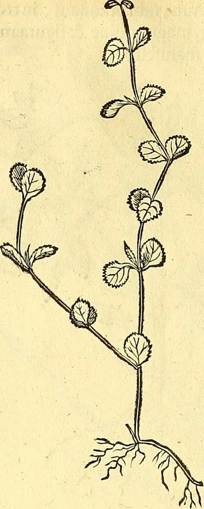 An illustration from Historia naturalis Brasiliae : auspicio et beneficio illustriss. I. Mauriti Com. Nassau illius provinciae et maris summi praefecti adornata : in qua non tantum plantae et animalia, sed et indigenarum morbi, ingenia et mores describuntur et iconibus supra quingentas illustrantur, 1648, leaf 181