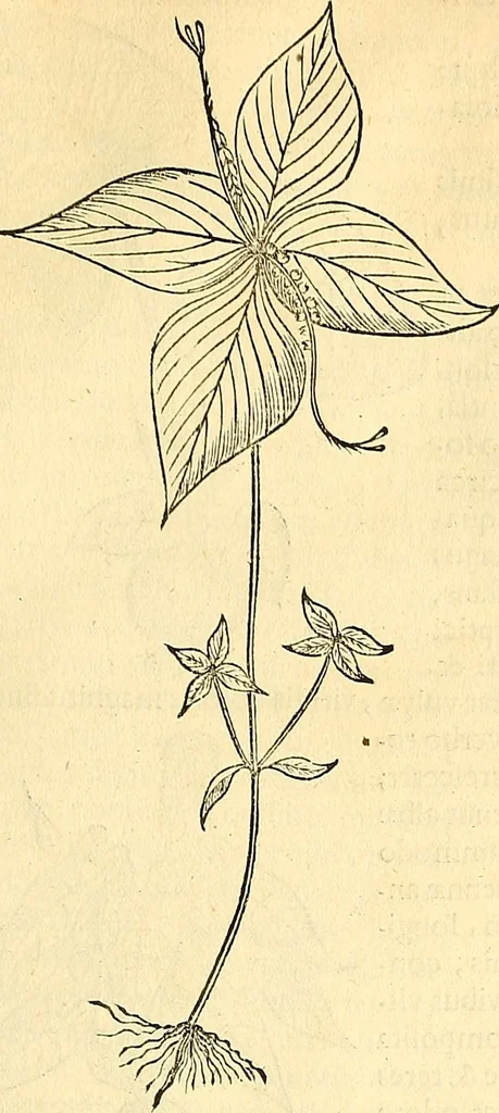 An illustration from Historia naturalis Brasiliae : auspicio et beneficio illustriss. I. Mauriti Com. Nassau illius provinciae et maris summi praefecti adornata : in qua non tantum plantae et animalia, sed et indigenarum morbi, ingenia et mores describuntur et iconibus supra quingentas illustrantur, 1648, leaf 184