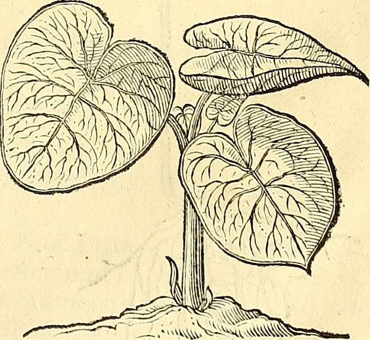 An illustration from Historia naturalis Brasiliae : auspicio et beneficio illustriss. I. Mauriti Com. Nassau illius provinciae et maris summi praefecti adornata : in qua non tantum plantae et animalia, sed et indigenarum morbi, ingenia et mores describuntur et iconibus supra quingentas illustrantur, 1648, leaf 184