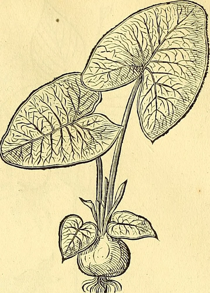 An illustration from Historia naturalis Brasiliae : auspicio et beneficio illustriss. I. Mauriti Com. Nassau illius provinciae et maris summi praefecti adornata : in qua non tantum plantae et animalia, sed et indigenarum morbi, ingenia et mores describuntur et iconibus supra quingentas illustrantur, 1648, leaf 185