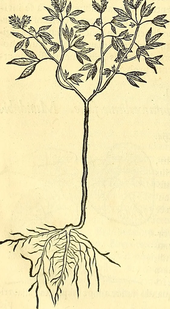 An illustration from Historia naturalis Brasiliae : auspicio et beneficio illustriss. I. Mauriti Com. Nassau illius provinciae et maris summi praefecti adornata : in qua non tantum plantae et animalia, sed et indigenarum morbi, ingenia et mores describuntur et iconibus supra quingentas illustrantur, 1648, leaf 185
