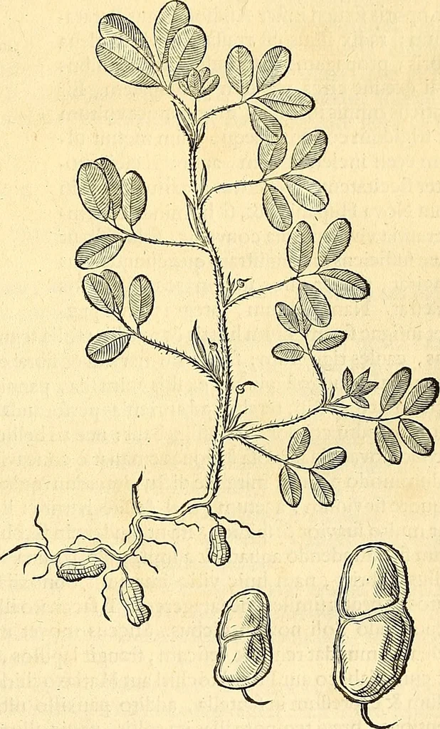 An illustration from Historia naturalis Brasiliae : auspicio et beneficio illustriss. I. Mauriti Com. Nassau illius provinciae et maris summi praefecti adornata : in qua non tantum plantae et animalia, sed et indigenarum morbi, ingenia et mores describuntur et iconibus supra quingentas illustrantur, 1648, leaf 186