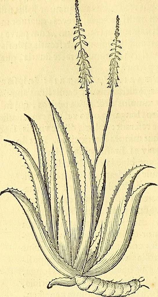 An illustration from Historia naturalis Brasiliae : auspicio et beneficio illustriss. I. Mauriti Com. Nassau illius provinciae et maris summi praefecti adornata : in qua non tantum plantae et animalia, sed et indigenarum morbi, ingenia et mores describuntur et iconibus supra quingentas illustrantur, 1648, leaf 187