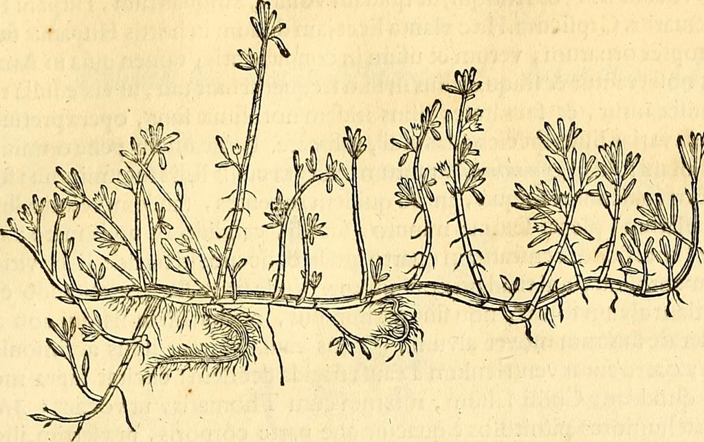 An illustration from Historia naturalis Brasiliae : auspicio et beneficio illustriss. I. Mauriti Com. Nassau illius provinciae et maris summi praefecti adornata : in qua non tantum plantae et animalia, sed et indigenarum morbi, ingenia et mores describuntur et iconibus supra quingentas illustrantur, 1648, leaf 188
