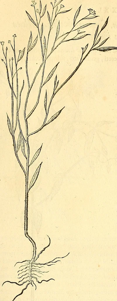 An illustration from Historia naturalis Brasiliae : auspicio et beneficio illustriss. I. Mauriti Com. Nassau illius provinciae et maris summi praefecti adornata : in qua non tantum plantae et animalia, sed et indigenarum morbi, ingenia et mores describuntur et iconibus supra quingentas illustrantur, 1648, leaf 192