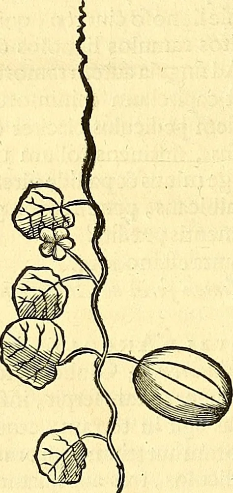 An illustration from Historia naturalis Brasiliae : auspicio et beneficio illustriss. I. Mauriti Com. Nassau illius provinciae et maris summi praefecti adornata : in qua non tantum plantae et animalia, sed et indigenarum morbi, ingenia et mores describuntur et iconibus supra quingentas illustrantur, 1648, leaf 193