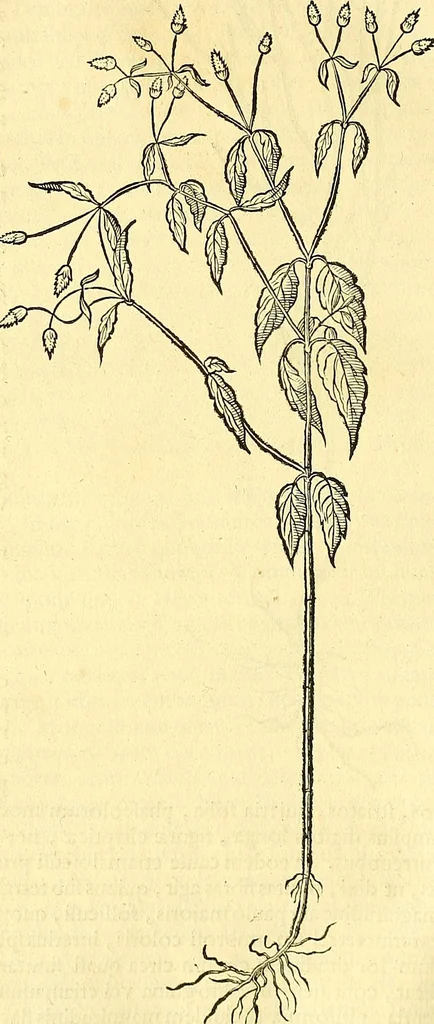 An illustration from Historia naturalis Brasiliae : auspicio et beneficio illustriss. I. Mauriti Com. Nassau illius provinciae et maris summi praefecti adornata : in qua non tantum plantae et animalia, sed et indigenarum morbi, ingenia et mores describuntur et iconibus supra quingentas illustrantur, 1648, leaf 193