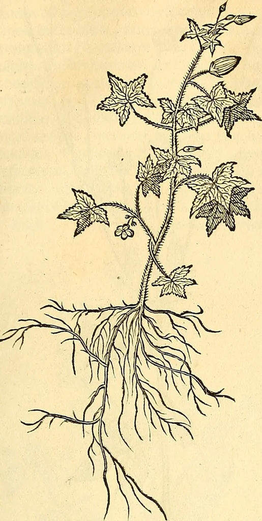 An illustration from Historia naturalis Brasiliae : auspicio et beneficio illustriss. I. Mauriti Com. Nassau illius provinciae et maris summi praefecti adornata : in qua non tantum plantae et animalia, sed et indigenarum morbi, ingenia et mores describuntur et iconibus supra quingentas illustrantur, 1648, leaf 194