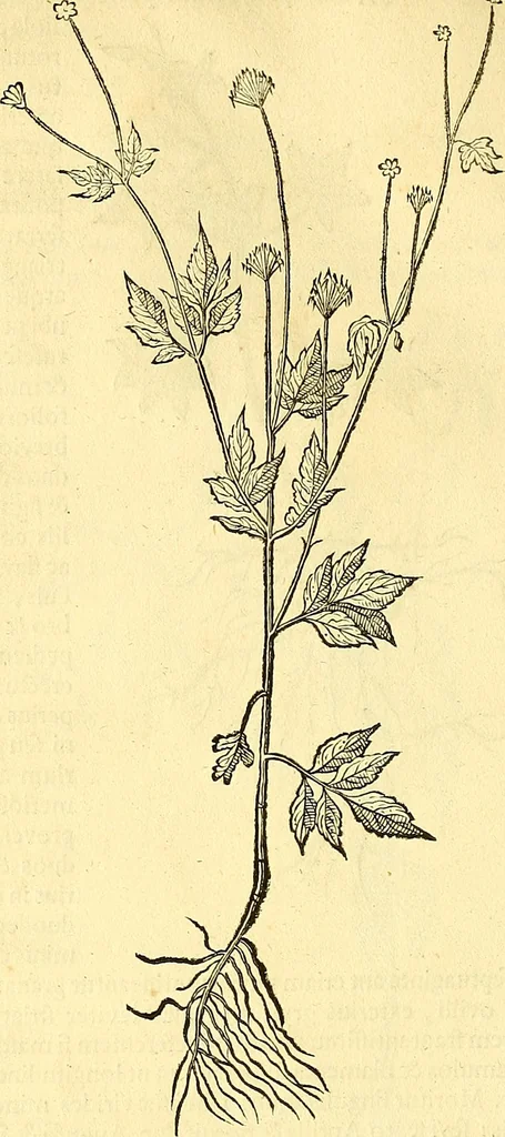 An illustration from Historia naturalis Brasiliae : auspicio et beneficio illustriss. I. Mauriti Com. Nassau illius provinciae et maris summi praefecti adornata : in qua non tantum plantae et animalia, sed et indigenarum morbi, ingenia et mores describuntur et iconibus supra quingentas illustrantur, 1648, leaf 195