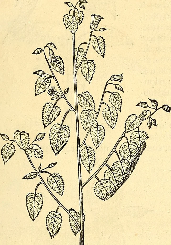 An illustration from Historia naturalis Brasiliae : auspicio et beneficio illustriss. I. Mauriti Com. Nassau illius provinciae et maris summi praefecti adornata : in qua non tantum plantae et animalia, sed et indigenarum morbi, ingenia et mores describuntur et iconibus supra quingentas illustrantur, 1648, leaf 196