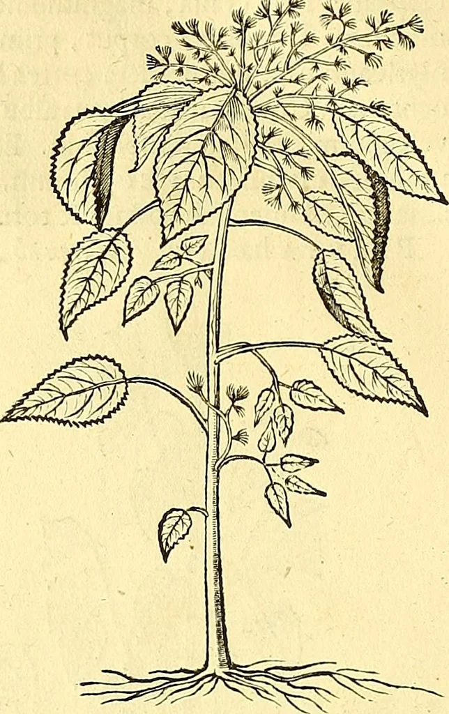 An illustration from Historia naturalis Brasiliae : auspicio et beneficio illustriss. I. Mauriti Com. Nassau illius provinciae et maris summi praefecti adornata : in qua non tantum plantae et animalia, sed et indigenarum morbi, ingenia et mores describuntur et iconibus supra quingentas illustrantur, 1648, leaf 197