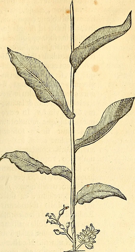 An illustration from Historia naturalis Brasiliae : auspicio et beneficio illustriss. I. Mauriti Com. Nassau illius provinciae et maris summi praefecti adornata : in qua non tantum plantae et animalia, sed et indigenarum morbi, ingenia et mores describuntur et iconibus supra quingentas illustrantur, 1648, leaf 198