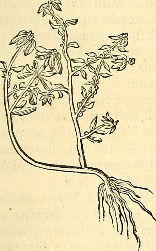 An illustration from Historia naturalis Brasiliae : auspicio et beneficio illustriss. I. Mauriti Com. Nassau illius provinciae et maris summi praefecti adornata : in qua non tantum plantae et animalia, sed et indigenarum morbi, ingenia et mores describuntur et iconibus supra quingentas illustrantur, 1648, leaf 198