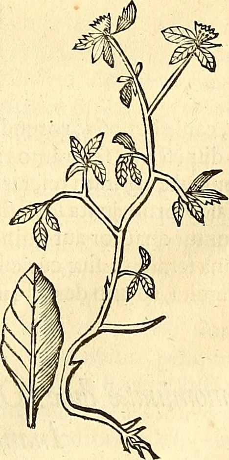 An illustration from Historia naturalis Brasiliae : auspicio et beneficio illustriss. I. Mauriti Com. Nassau illius provinciae et maris summi praefecti adornata : in qua non tantum plantae et animalia, sed et indigenarum morbi, ingenia et mores describuntur et iconibus supra quingentas illustrantur, 1648, leaf 198