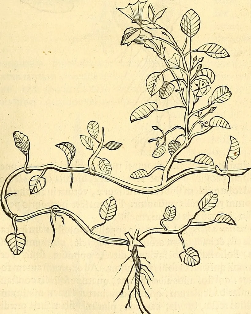 An illustration from Historia naturalis Brasiliae : auspicio et beneficio illustriss. I. Mauriti Com. Nassau illius provinciae et maris summi praefecti adornata : in qua non tantum plantae et animalia, sed et indigenarum morbi, ingenia et mores describuntur et iconibus supra quingentas illustrantur, 1648, leaf 200