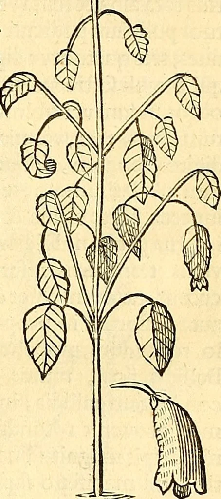 An illustration from Historia naturalis Brasiliae : auspicio et beneficio illustriss. I. Mauriti Com. Nassau illius provinciae et maris summi praefecti adornata : in qua non tantum plantae et animalia, sed et indigenarum morbi, ingenia et mores describuntur et iconibus supra quingentas illustrantur, 1648, leaf 200