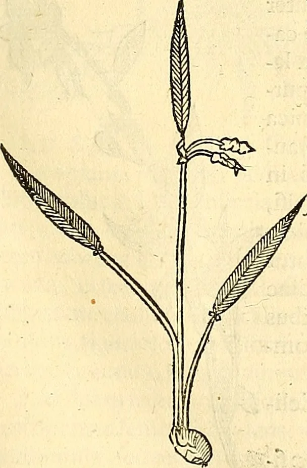 An illustration from Historia naturalis Brasiliae : auspicio et beneficio illustriss. I. Mauriti Com. Nassau illius provinciae et maris summi praefecti adornata : in qua non tantum plantae et animalia, sed et indigenarum morbi, ingenia et mores describuntur et iconibus supra quingentas illustrantur, 1648, leaf 202